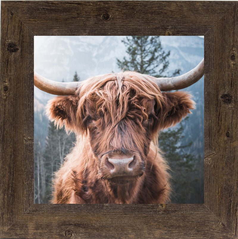 Highland Cow by Summer Snow SN103