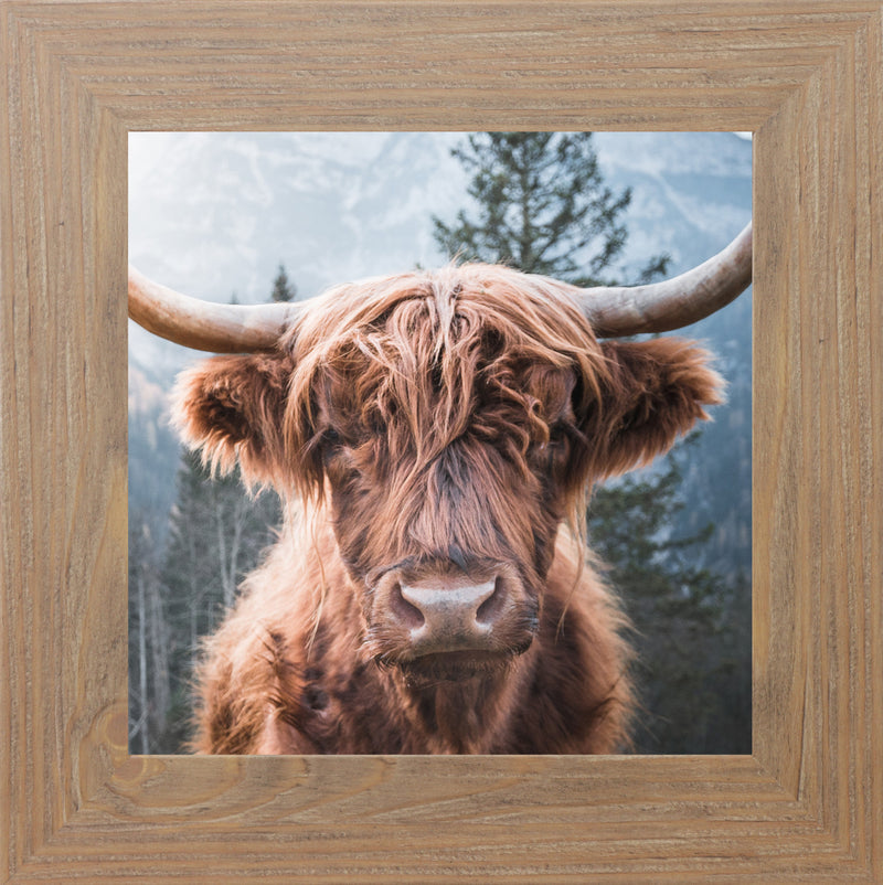 Highland Cow by Summer Snow SN103