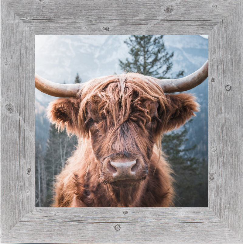 Highland Cow by Summer Snow SN103