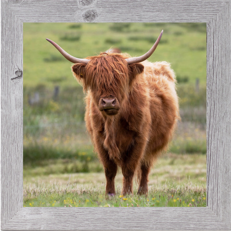 Highland Cow by Summer Snow SN136