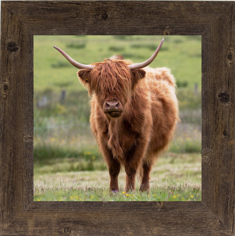 Highland Cow by Summer Snow SN136