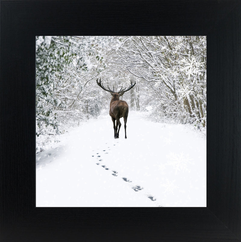 Tracks in the Snow by Summer Snow SN181