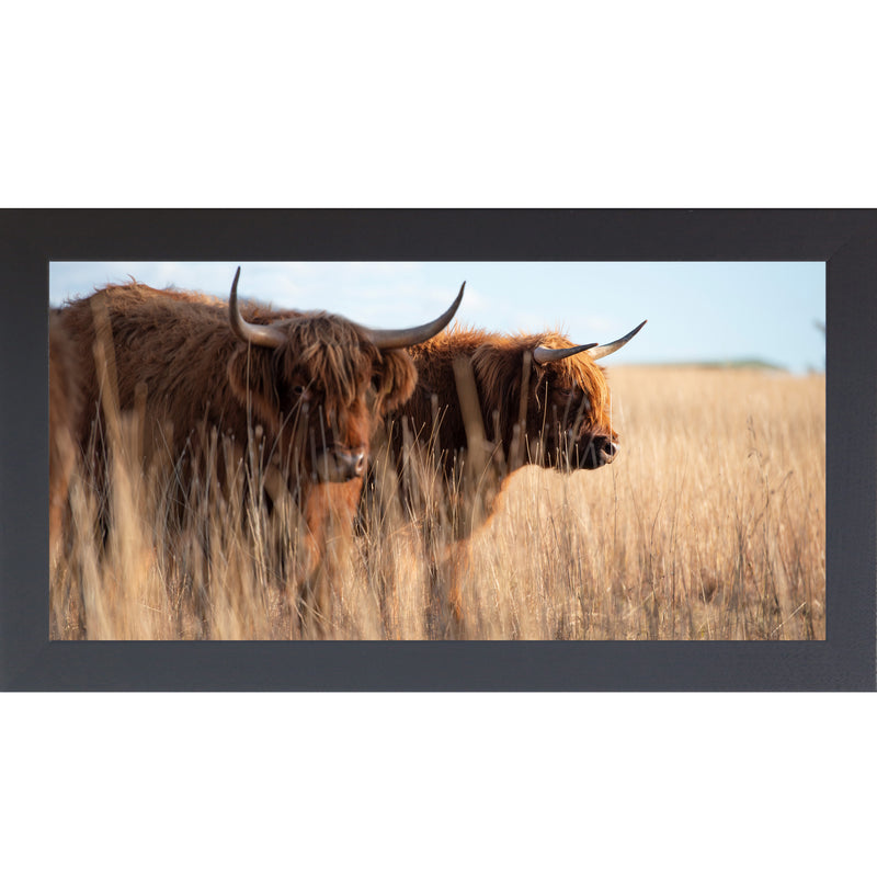 Highland Cattle by Summer Snow SN713