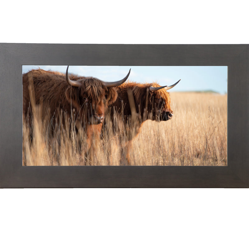 Highland Cattle by Summer Snow SN713