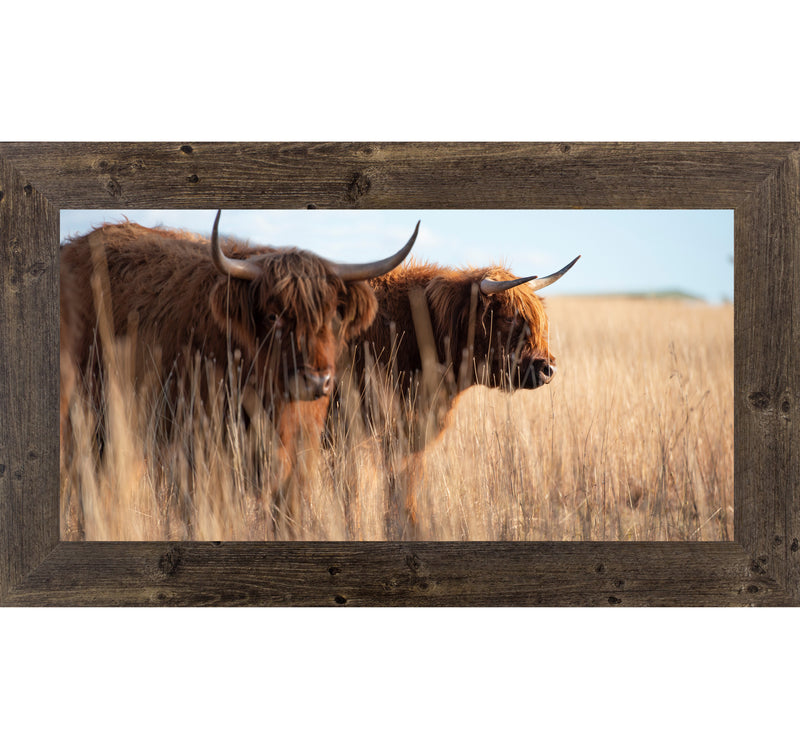 Highland Cattle by Summer Snow SN713