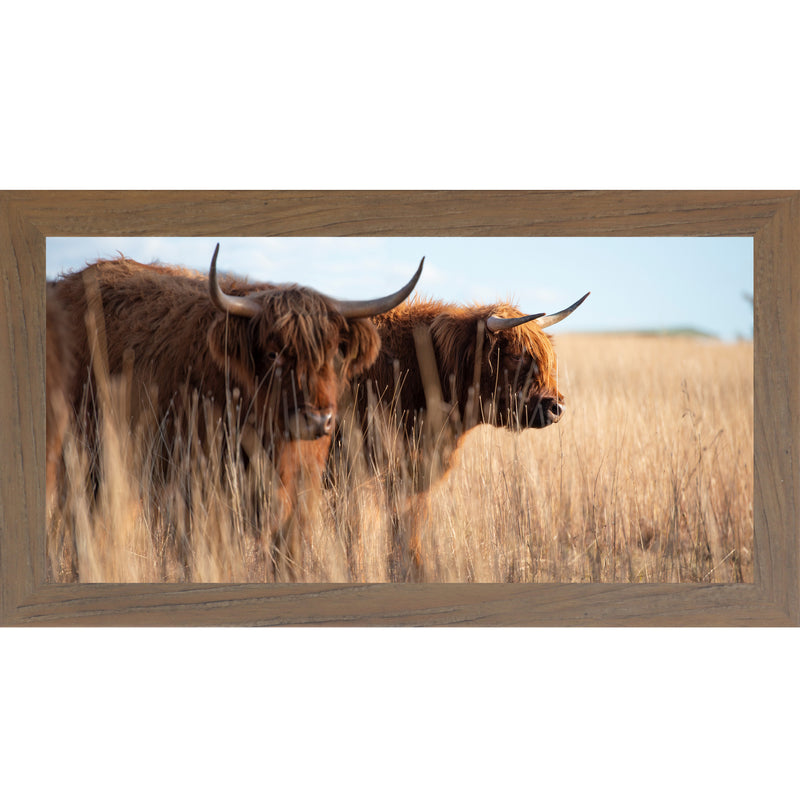 Highland Cattle by Summer Snow SN713