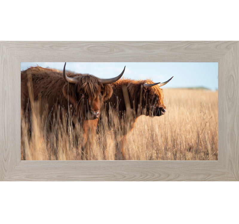 Highland Cattle by Summer Snow SN713