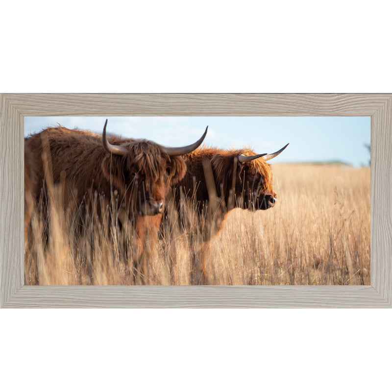 Highland Cattle by Summer Snow SN713