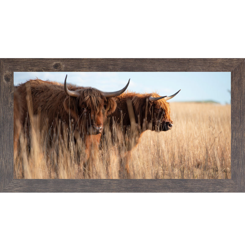 Highland Cattle by Summer Snow SN713