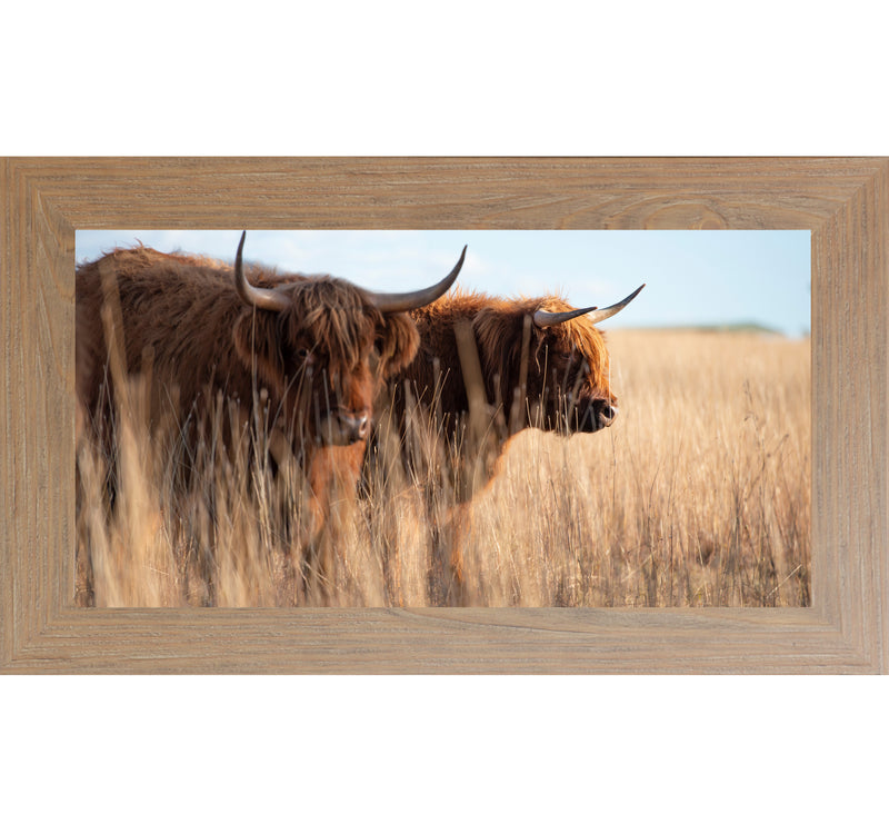 Highland Cattle by Summer Snow SN713